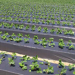 Agricultural tarpaulins